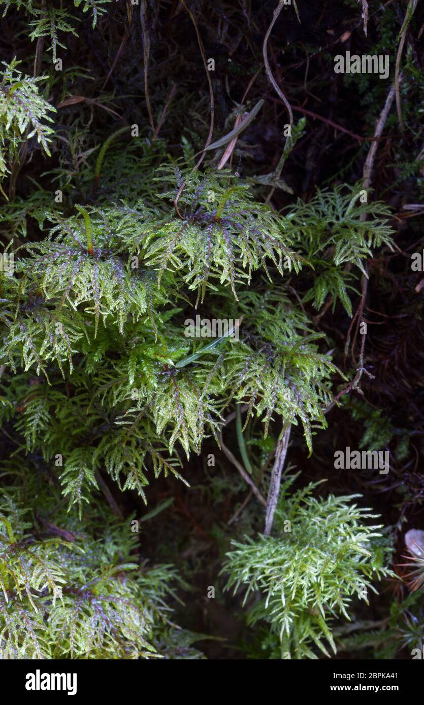 Mountain wood-moss (Hylocomium splendens) Stock Photo