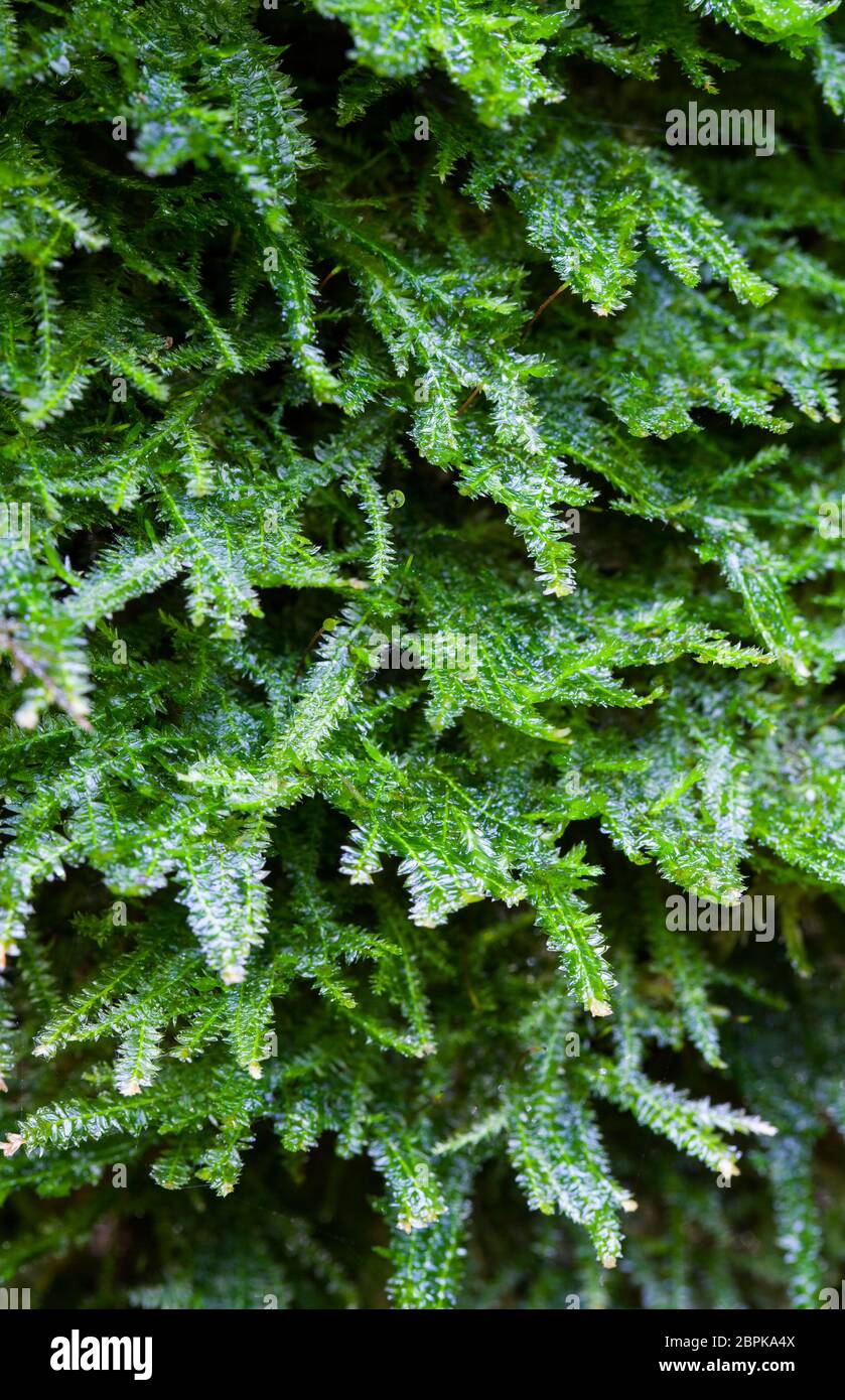 Dentated silk-moss (Plagiothecium denticulata) Stock Photo
