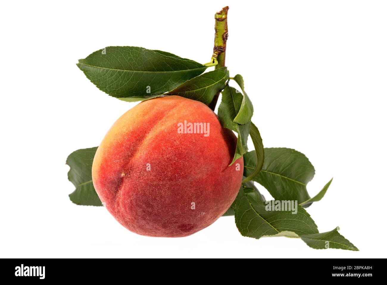 Single whole fresh fruit of peach isolated on white background, detail ...