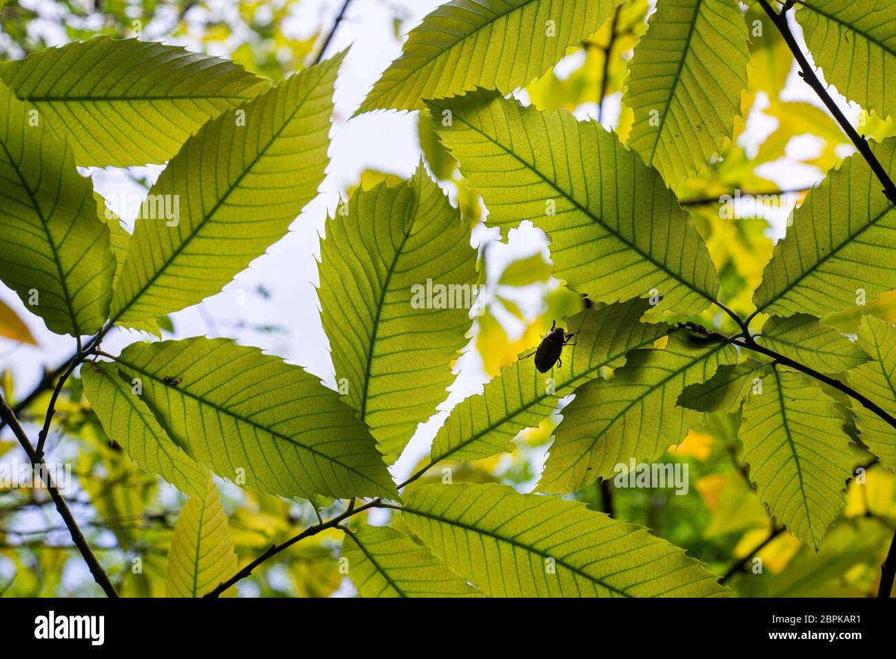 beetles eating leaves. scarabées mangeant des feuilles. Stock Photo