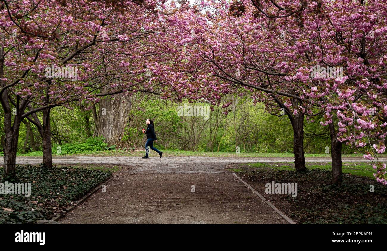 stunning cherry tree blossoms during coronavirus pandemic in Downtown