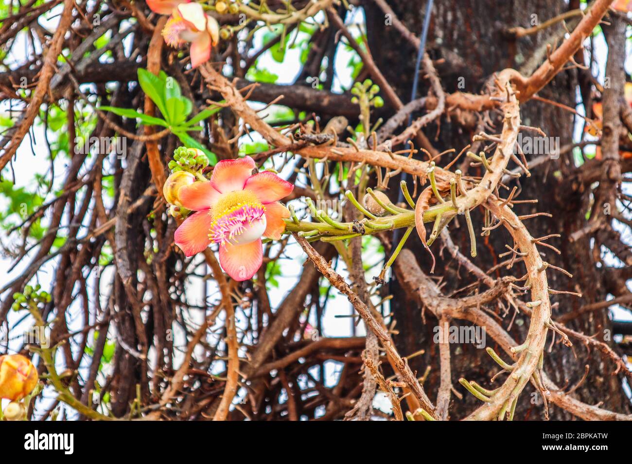 Shorea robusta, the sal tree Stock Photo