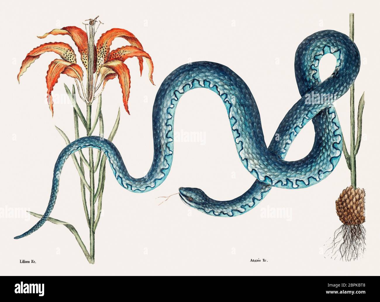 Baby fox snake hires stock photography and images Alamy