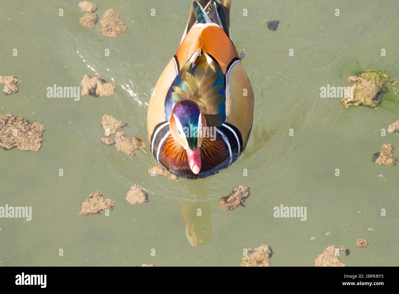 Mandarin duck close up from Sile river natural park. Italian wildlife ...
