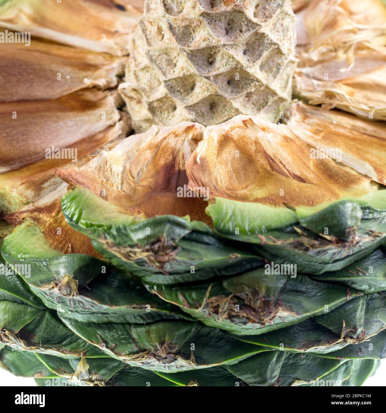 Detail of a ripe bunya pine, Araucaria bidwillii, cone fruit showing the central core structure