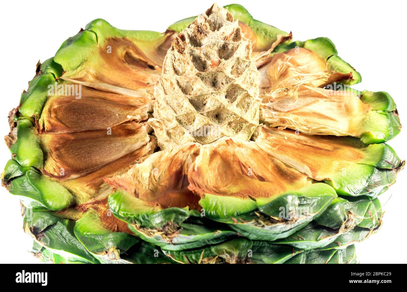 Ripe bunya pine, Araucaria bidwillii, cone fruit showing the central