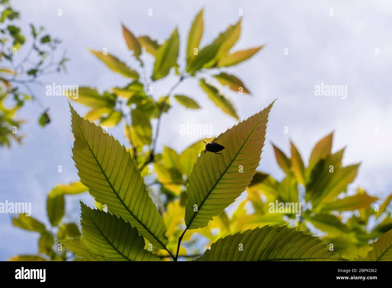 beetles eating leaves. scarabées mangeant des feuilles. Stock Photo