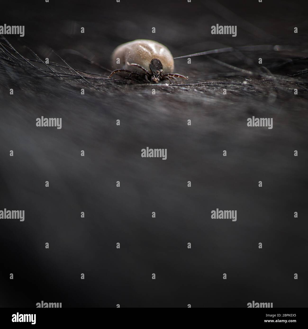 Tick in a dog's fur sucking his blood dangerous parasite carrier of