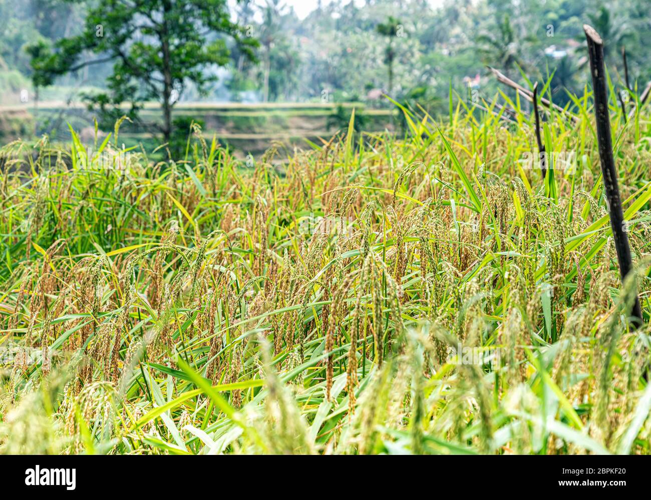 Close view green rice growing on terraces in tropical valley, a lot of palm trees - winter time, colder and more rainy season at Bali Stock Photo