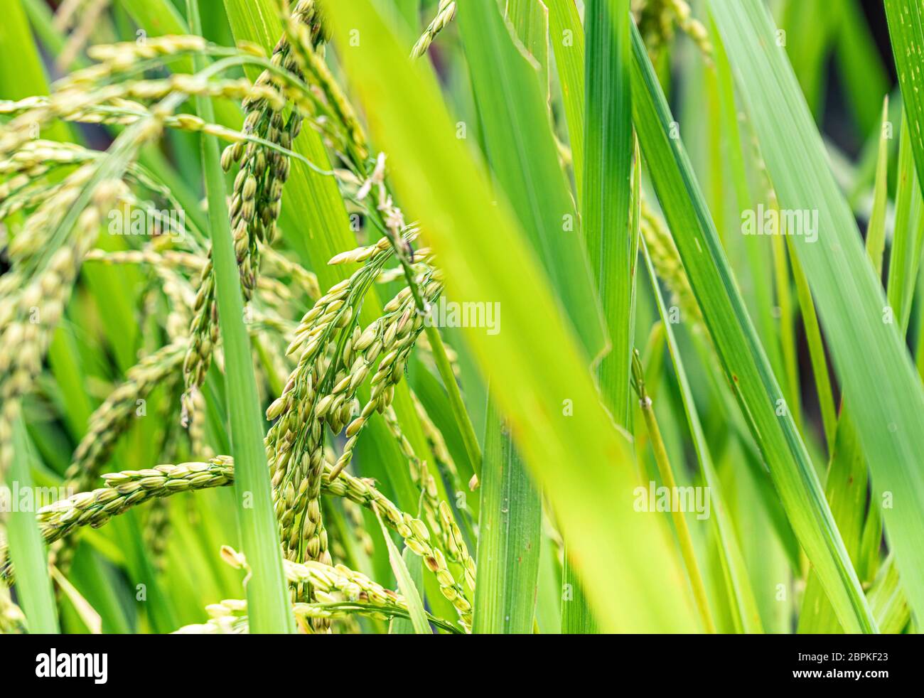 Wet rice cultivation hires stock photography and images Alamy