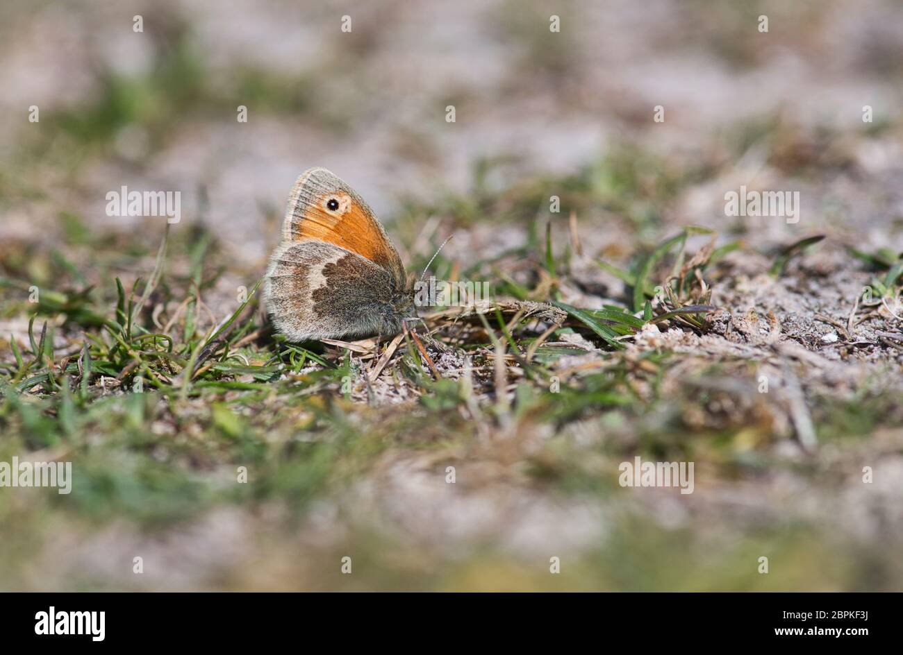 Small heath butterfly (Coenonympha pamphilus) Stock Photo