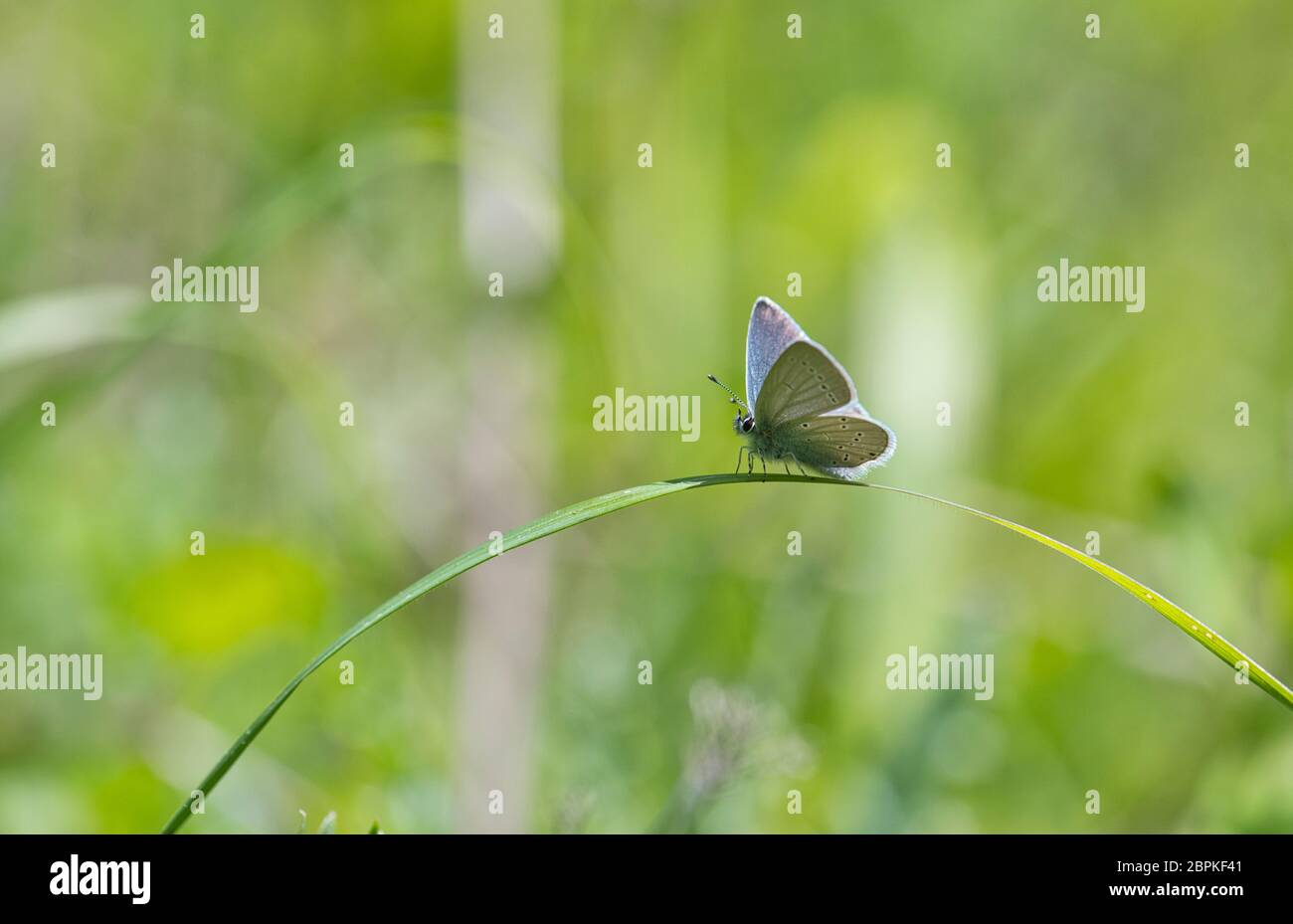 Small blue butterfly (Cupido minimus) Stock Photo