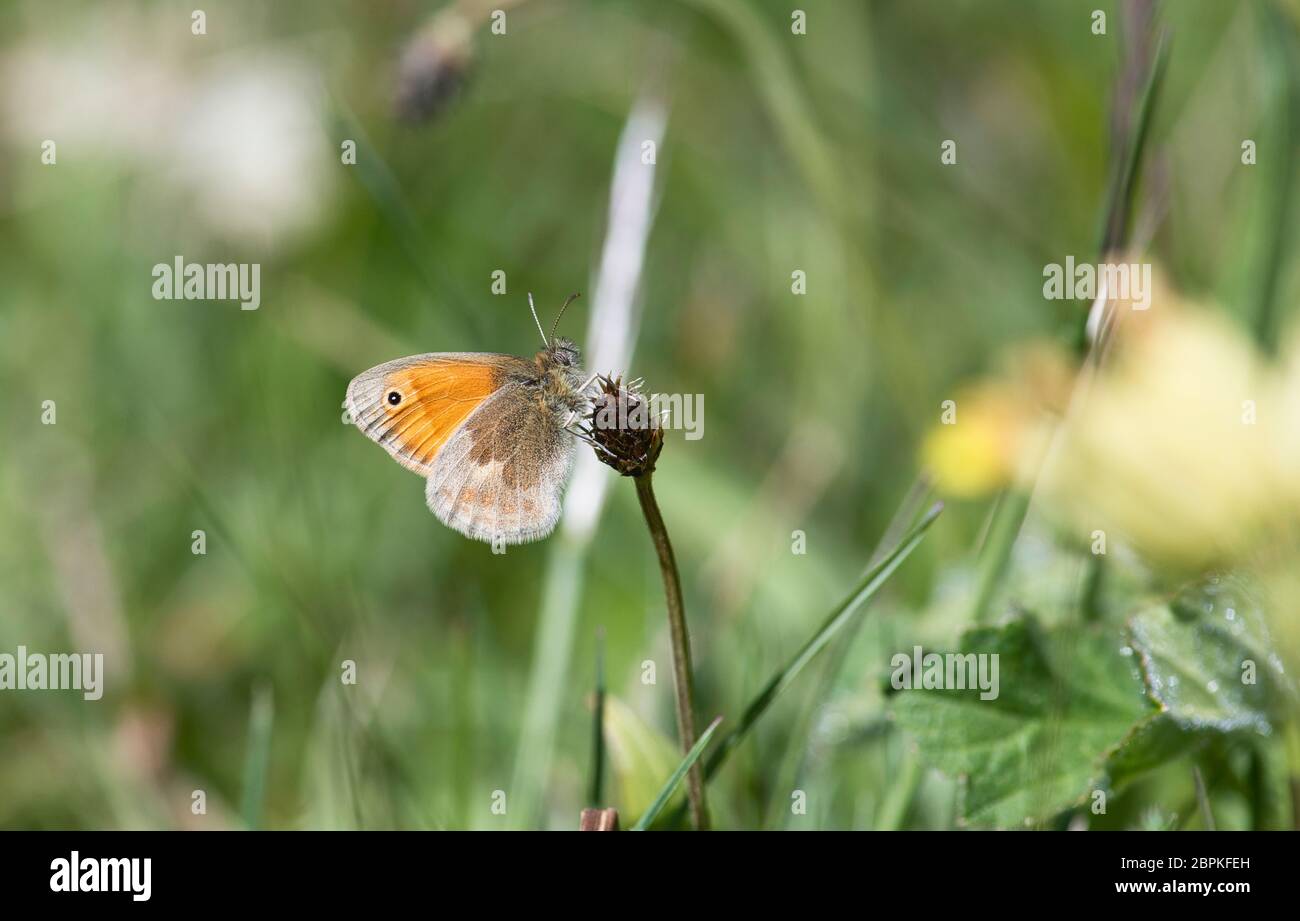 Small heath butterfly (Coenonympha pamphilus) Stock Photo