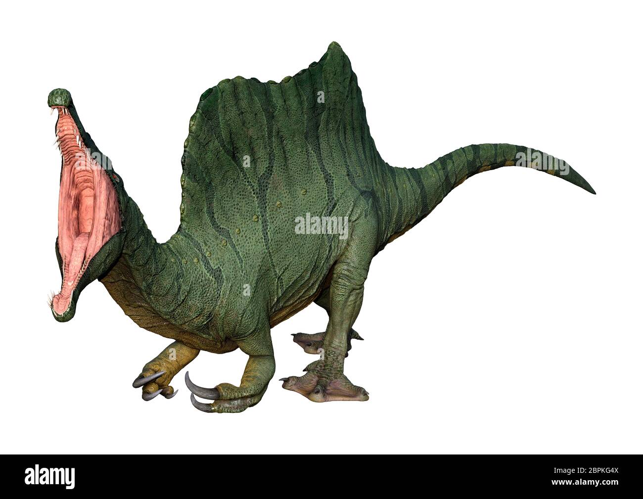 3D rendering of a dinosaur Spinosaurus isolated on white background ...