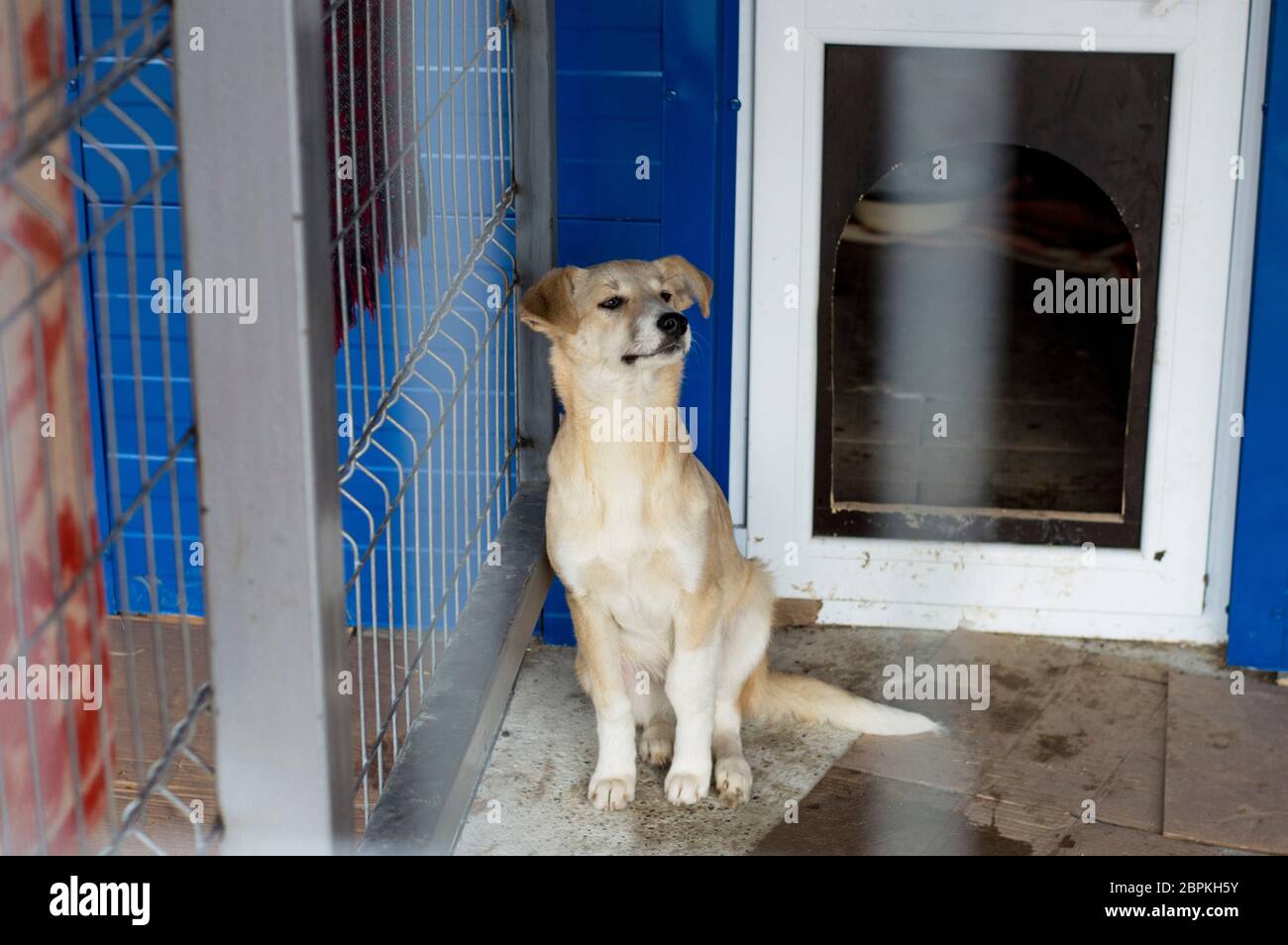 Animal Shelter Volunteer Puppy High Resolution Stock Photography And Images Alamy