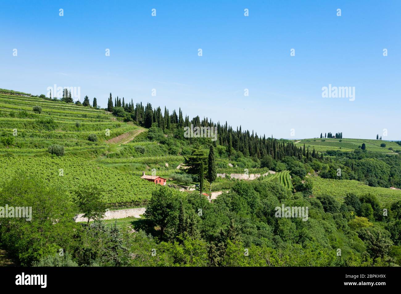 Vineyards from Soave, famous wine area. Italian countryside Stock Photo