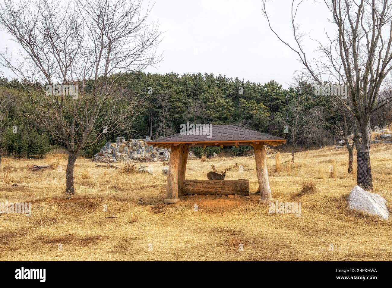 Korean deer species' habitat space in National Institute of Ecology in