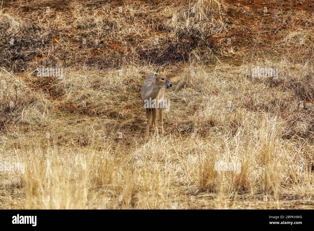 Hydropotes inermis argyropus or also called water deer "gorani" eating grass on tall grass land in National Institute of Ecology in Seocheon, South Ko Stock Photo