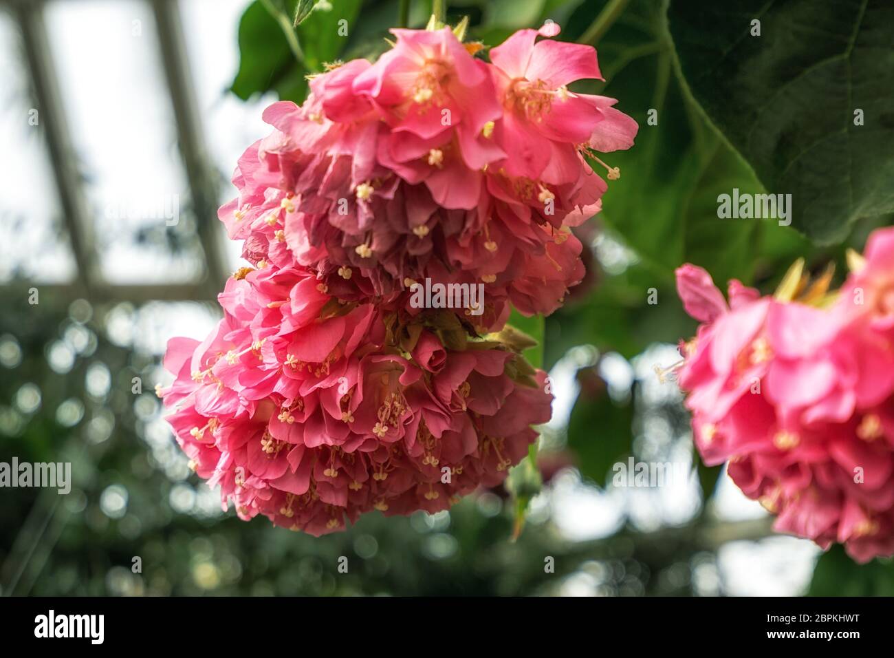 dombeya wallichii flower blossom taken in National Institute of Ecology in South Korea Stock Photo