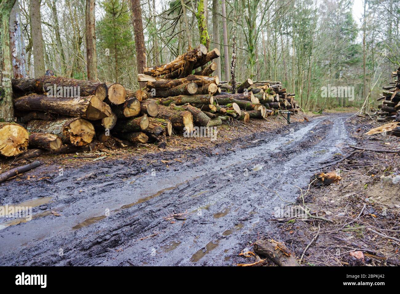 felled trees in a stack, logs from felled tree trunks Stock Photo