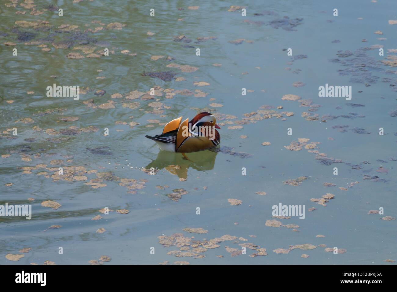 Mandarin duck close up from Sile river natural park. Italian wildlife ...