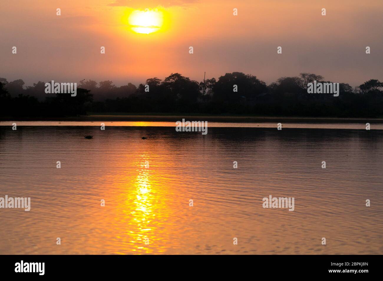 Panorama from Amazon rainforest, Brazilian wetland region. Navigable ...