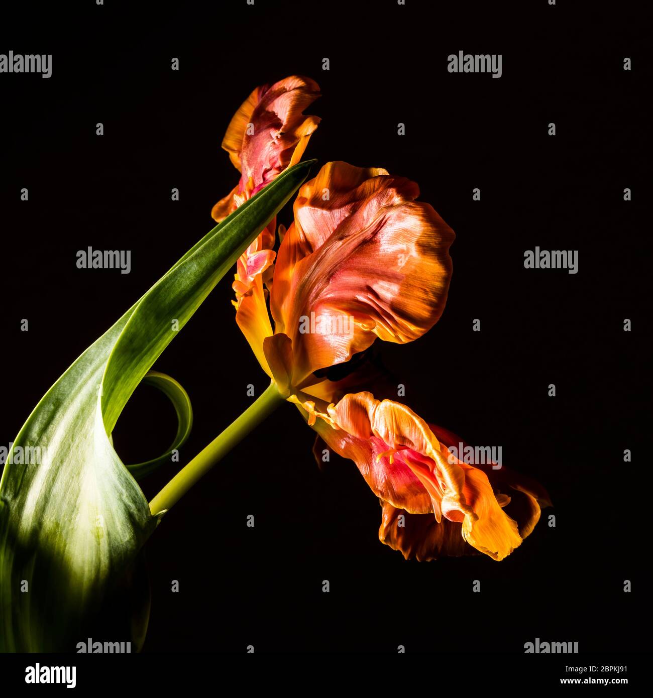 Looking into the blossom of a yellow-orange flamed parrot tulip Stock Photo