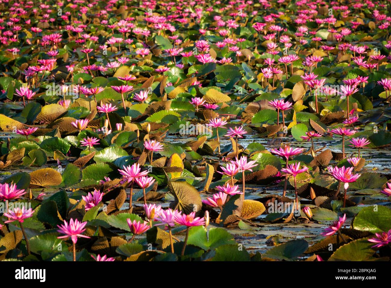 Lotus Flower Lake, standing water full of tropical water plants Stock