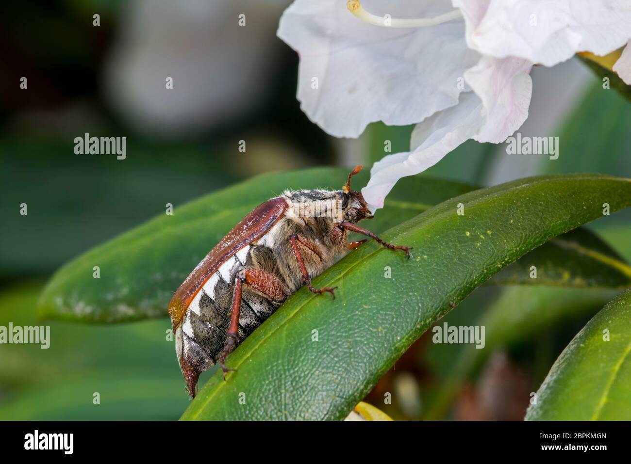 Common cockchafer / Maybug (Melolontha melolontha) on leaf of rhododendron in flower in garden in spring Stock Photo