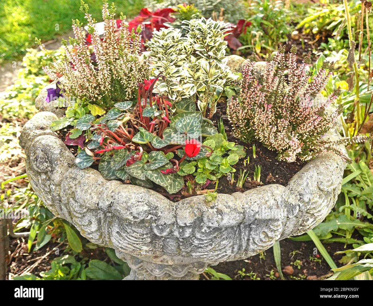 Close up old concrete bird bath adapted to form back garden planter box container for assorted winter heather cyclamen pansies plants Essex England UK Stock Photo