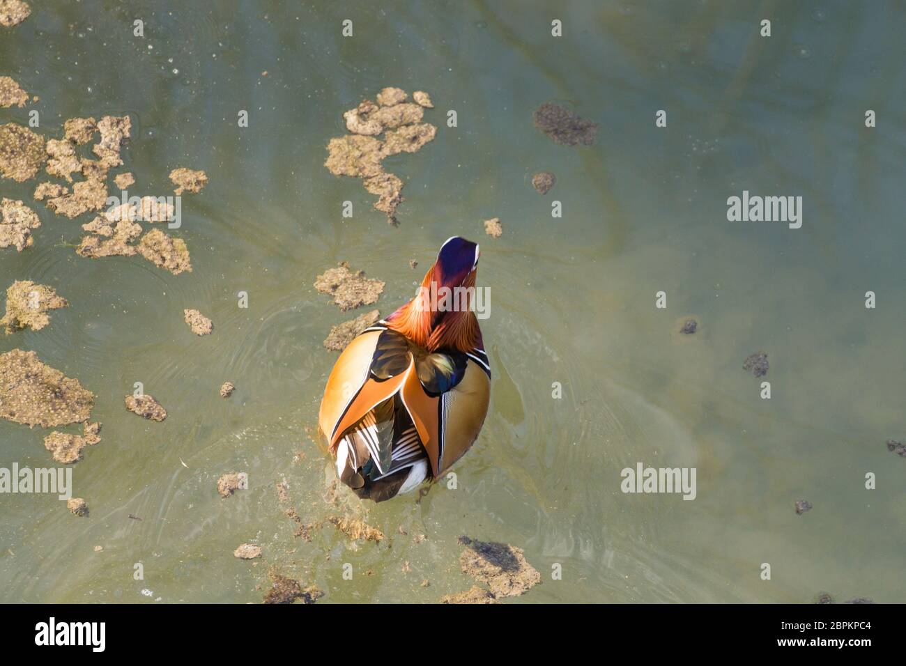 Mandarin duck close up from Sile river natural park. Italian wildlife ...