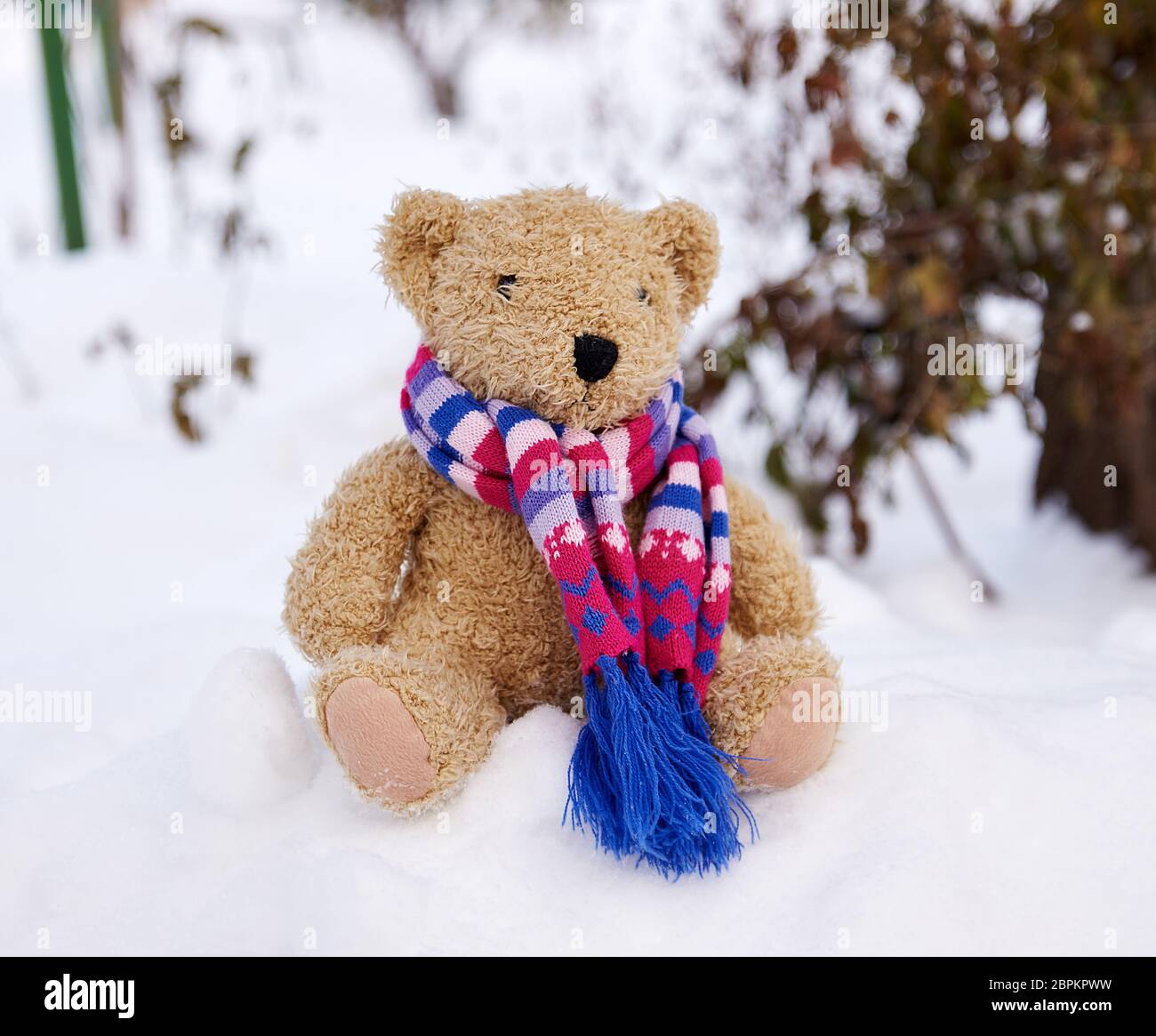 Teddy bear sits outside hi-res stock photography and images - Alamy