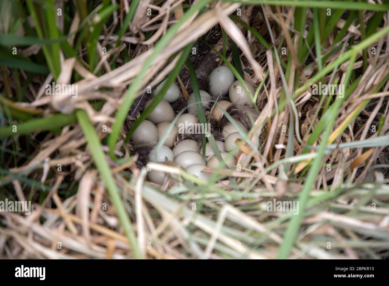 Common pheasant (Phasianus colchicus) nest with eggs hidden in a bush Stock Photo