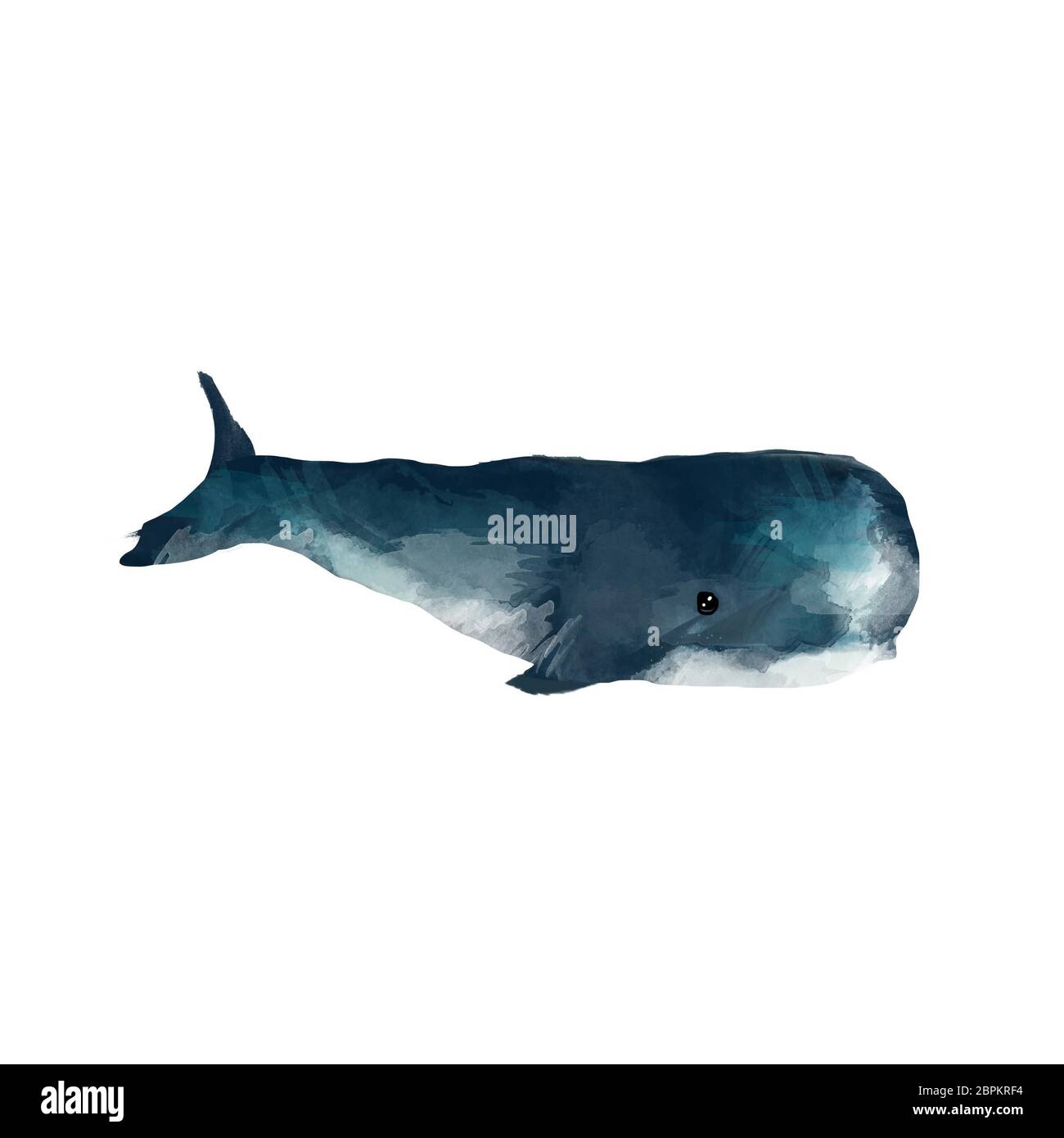 Watercolor whale hand painted illustration isolated on white background ...