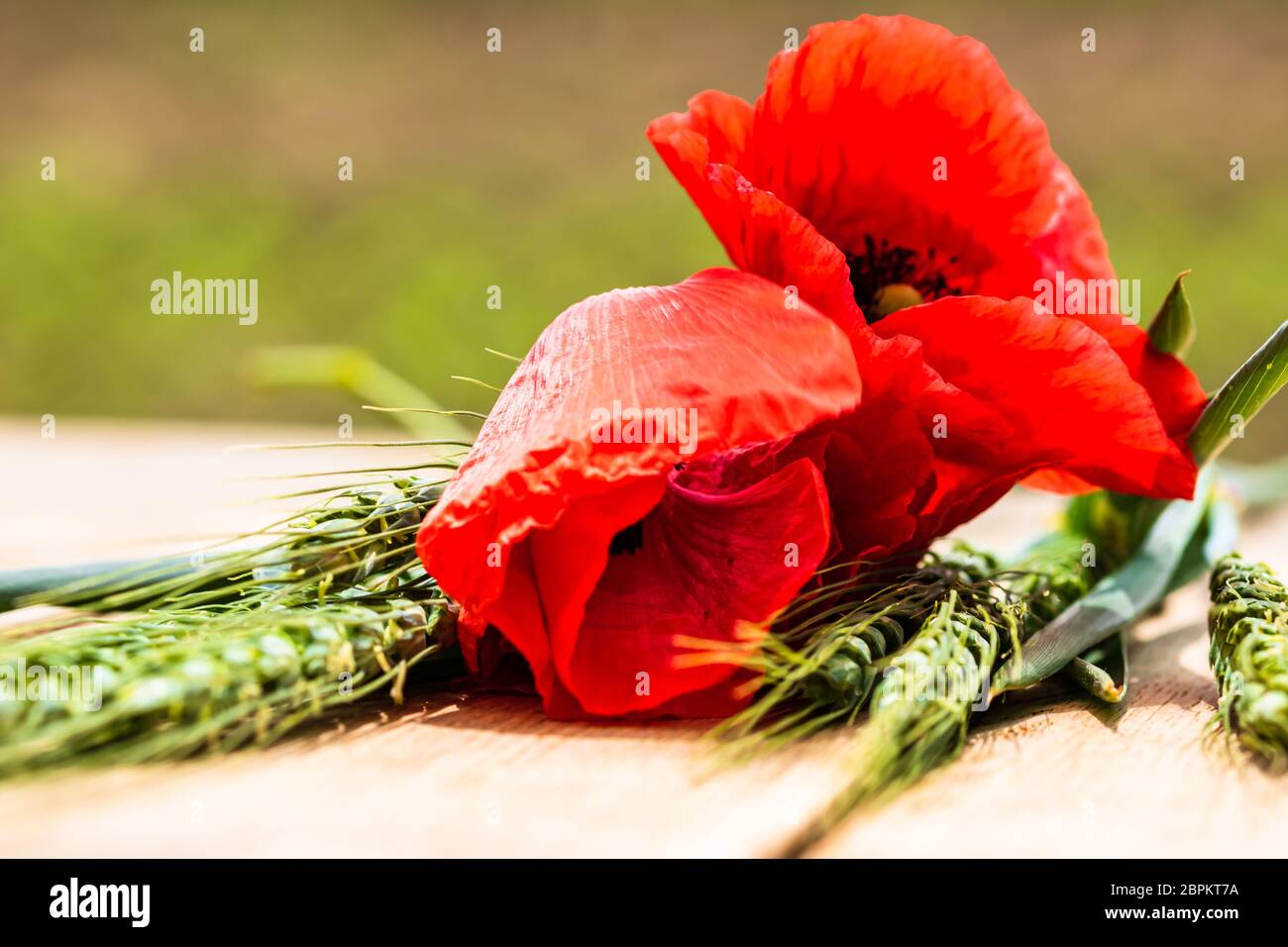 Close up of red wild poppy flowers, wheat ears in the sunlight with ...