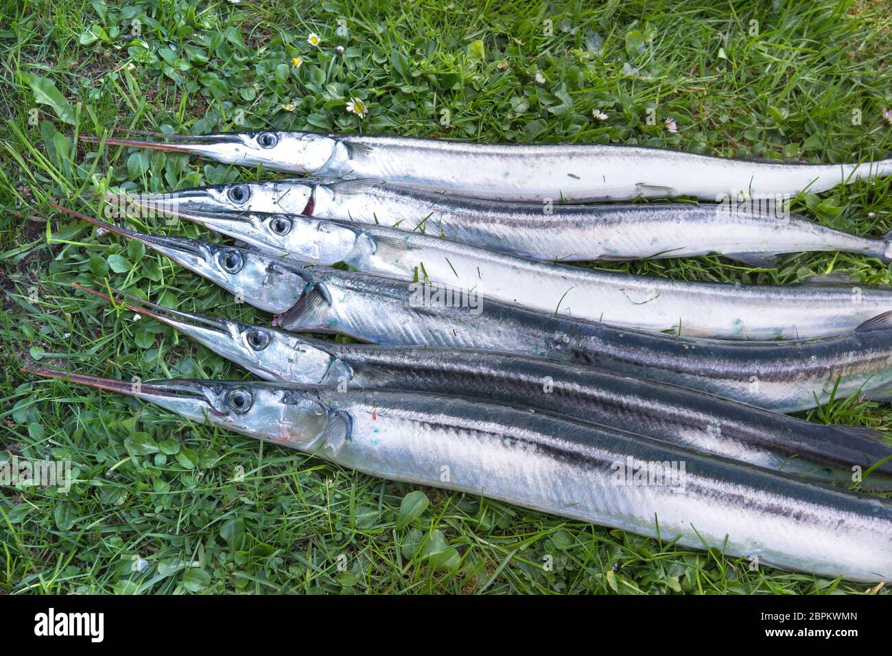 Garpike High Resolution Stock Photography And Images Alamy
