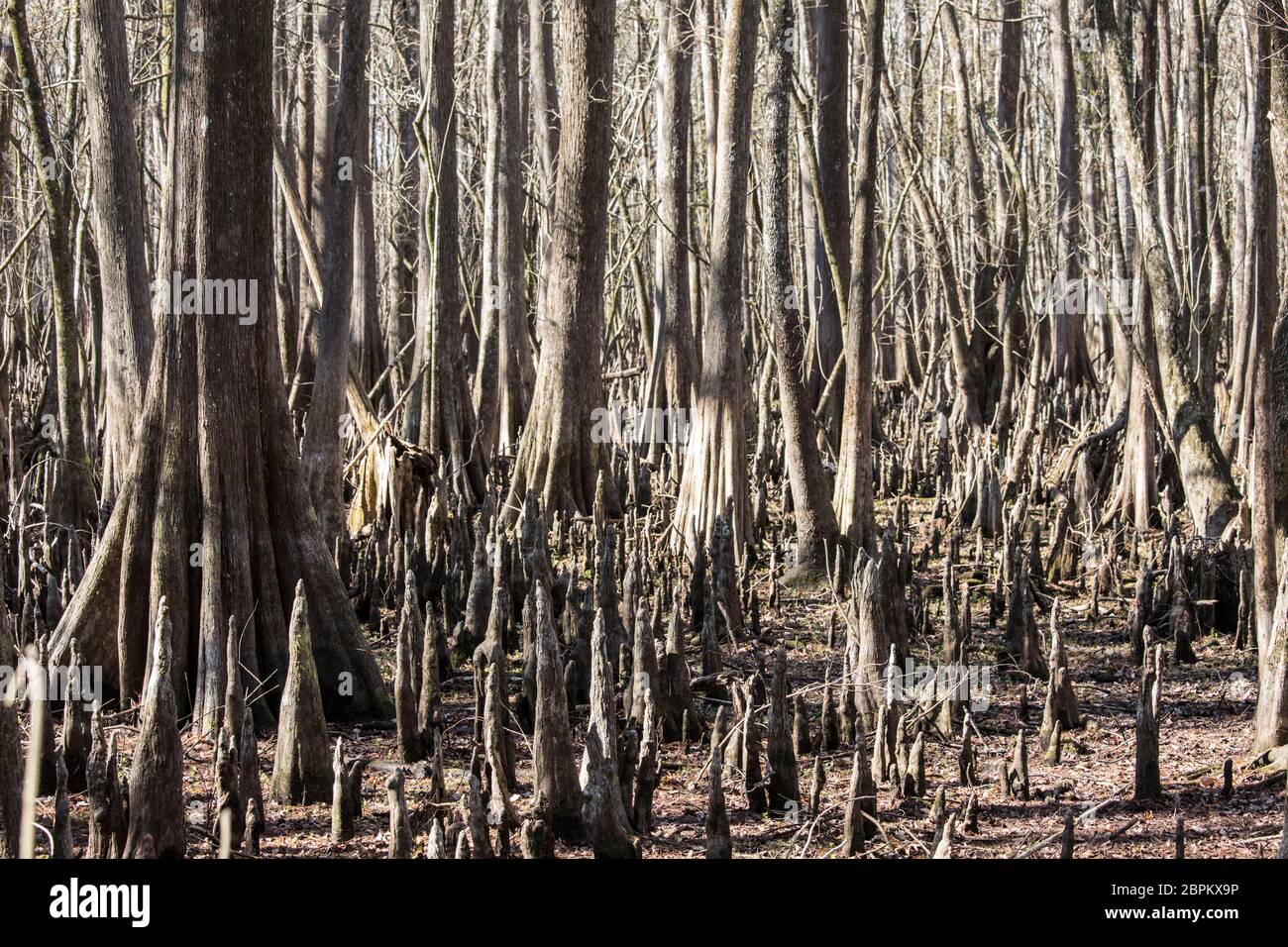 Forest of bald cypress trees, Taxodium Distichum, along the Suwanee River in Florida, USA. Stock Photo