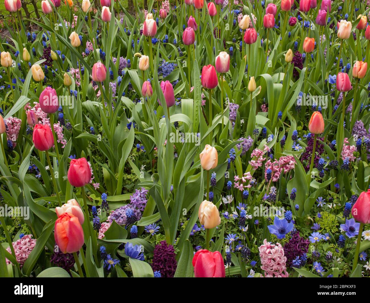 colorful tulips and hyacinth blooming in a garden Stock Photo - Alamy