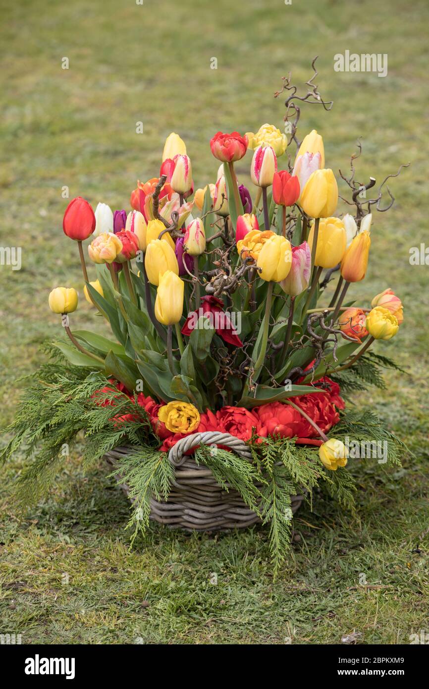 colorful bouquet of fresh tulip flowers in garden Stock Photo - Alamy