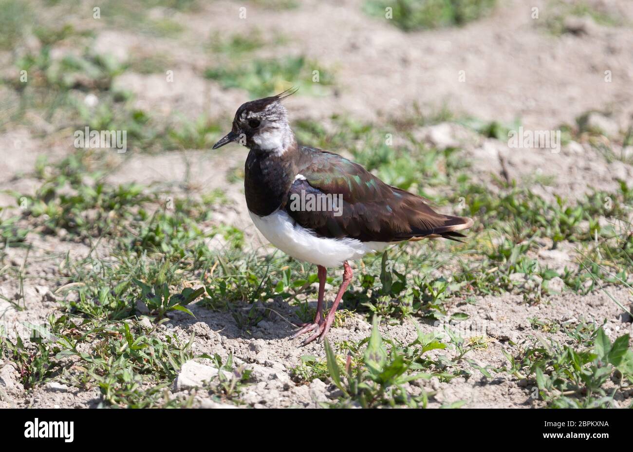 Vanellus vanellus in it's natural habitat, the Netherlands Stock Photo ...