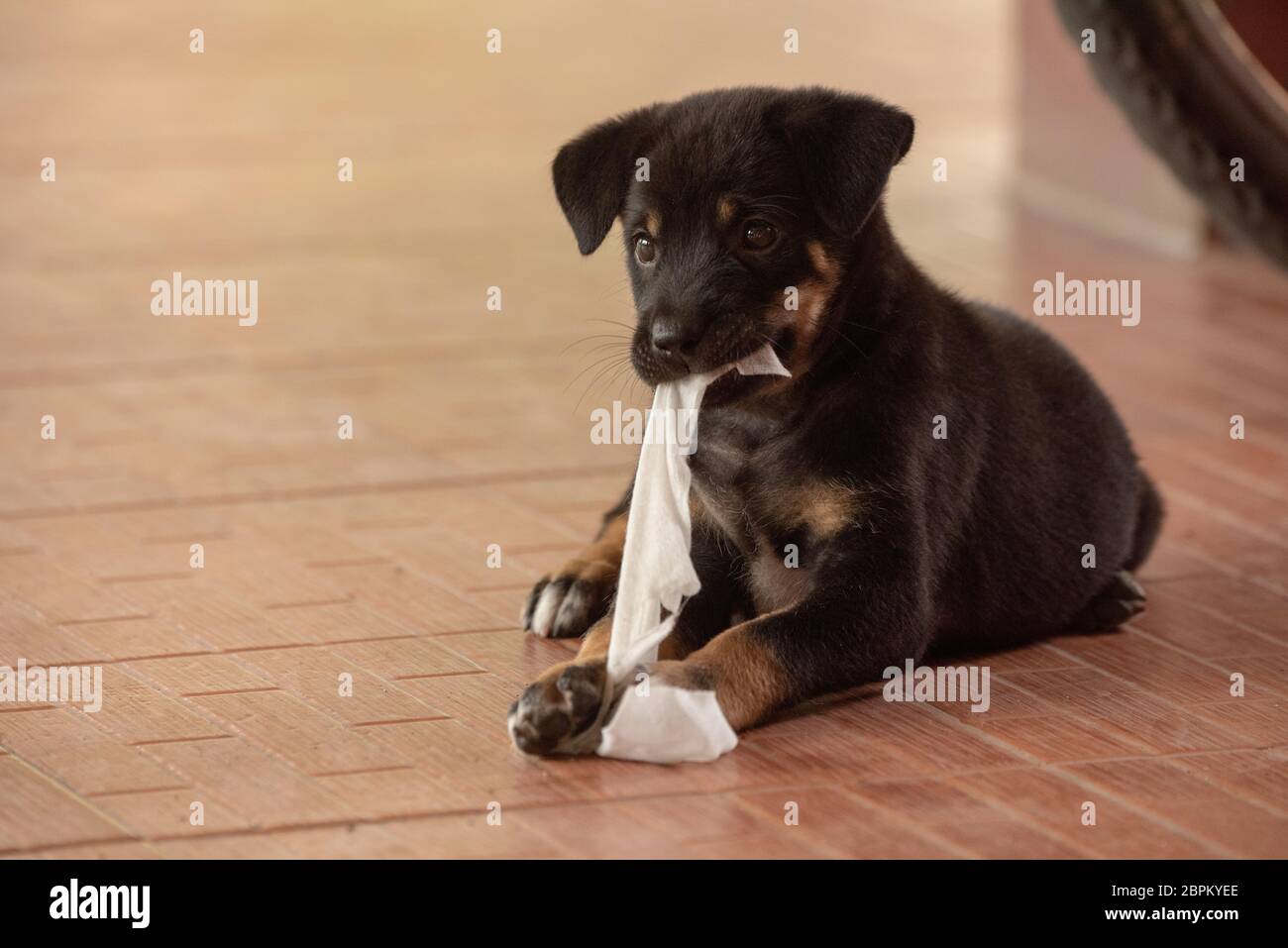 Dog ripping paper hires stock photography and images Alamy