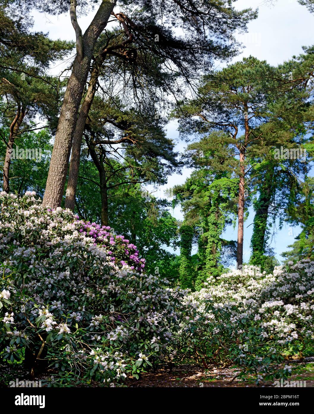 forest with pines and bushes of rhododendrons at Rostock, Germany Stock Photo