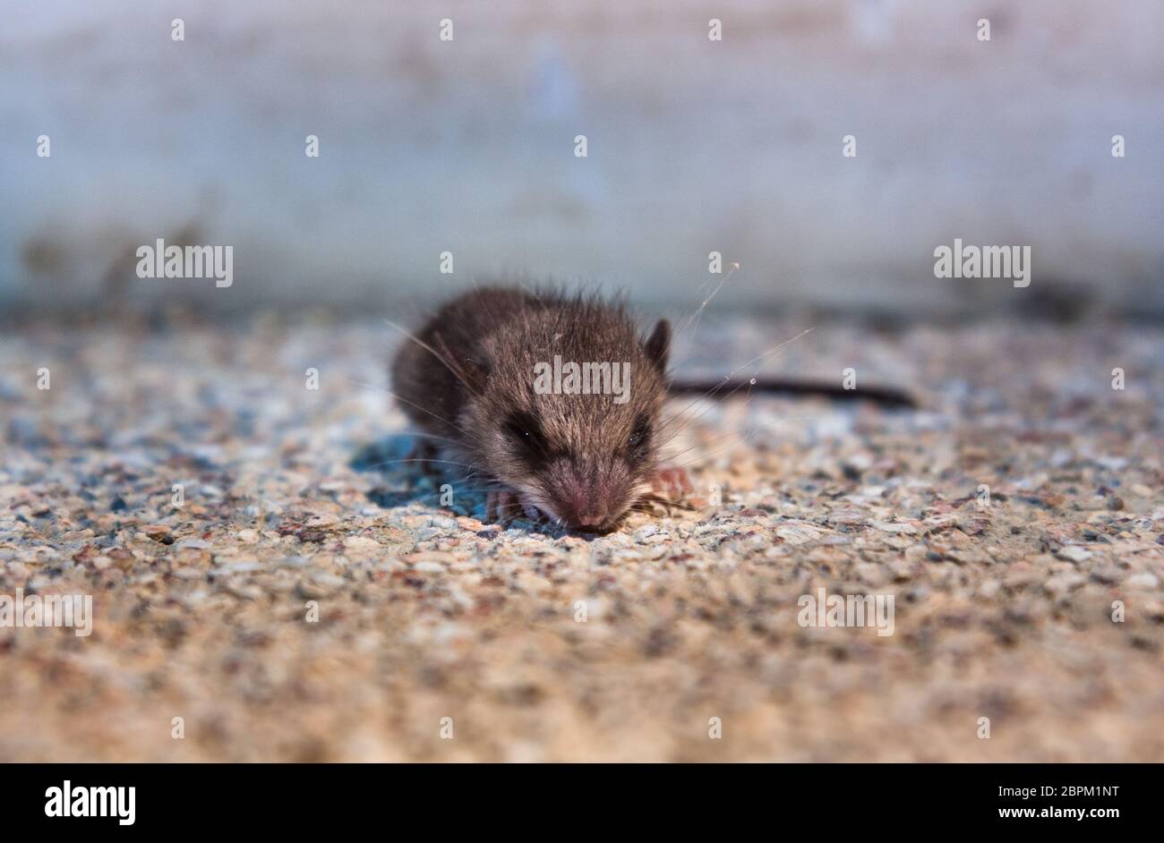 Wild field mice infesting a hotel Stock Photo Alamy