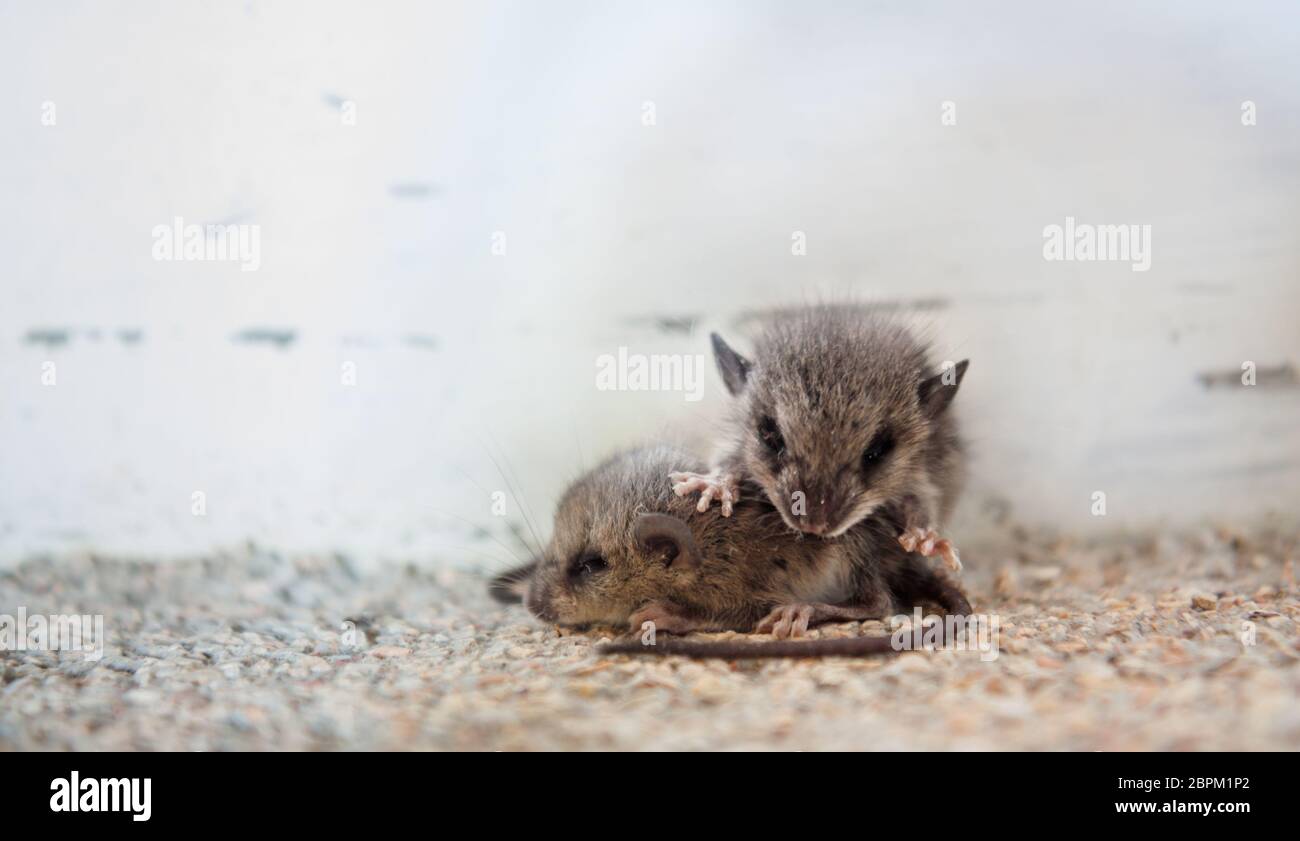 Wild field mice infesting a hotel. Stock Photo
