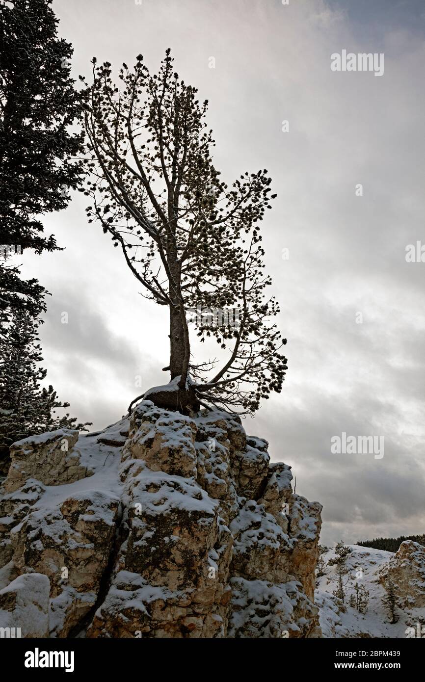 WY04394-00....WYOMING - Tree growing out of a rocky spire along the walls of the Grand Canyon of the Yellowstone River in Yellowstone National Park. Stock Photo