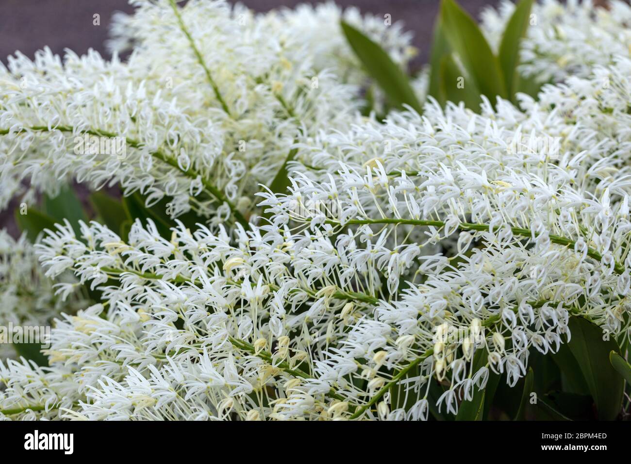 Dendrobium speciosum group of small white flowers in bloom, orchid flowers Stock Photo