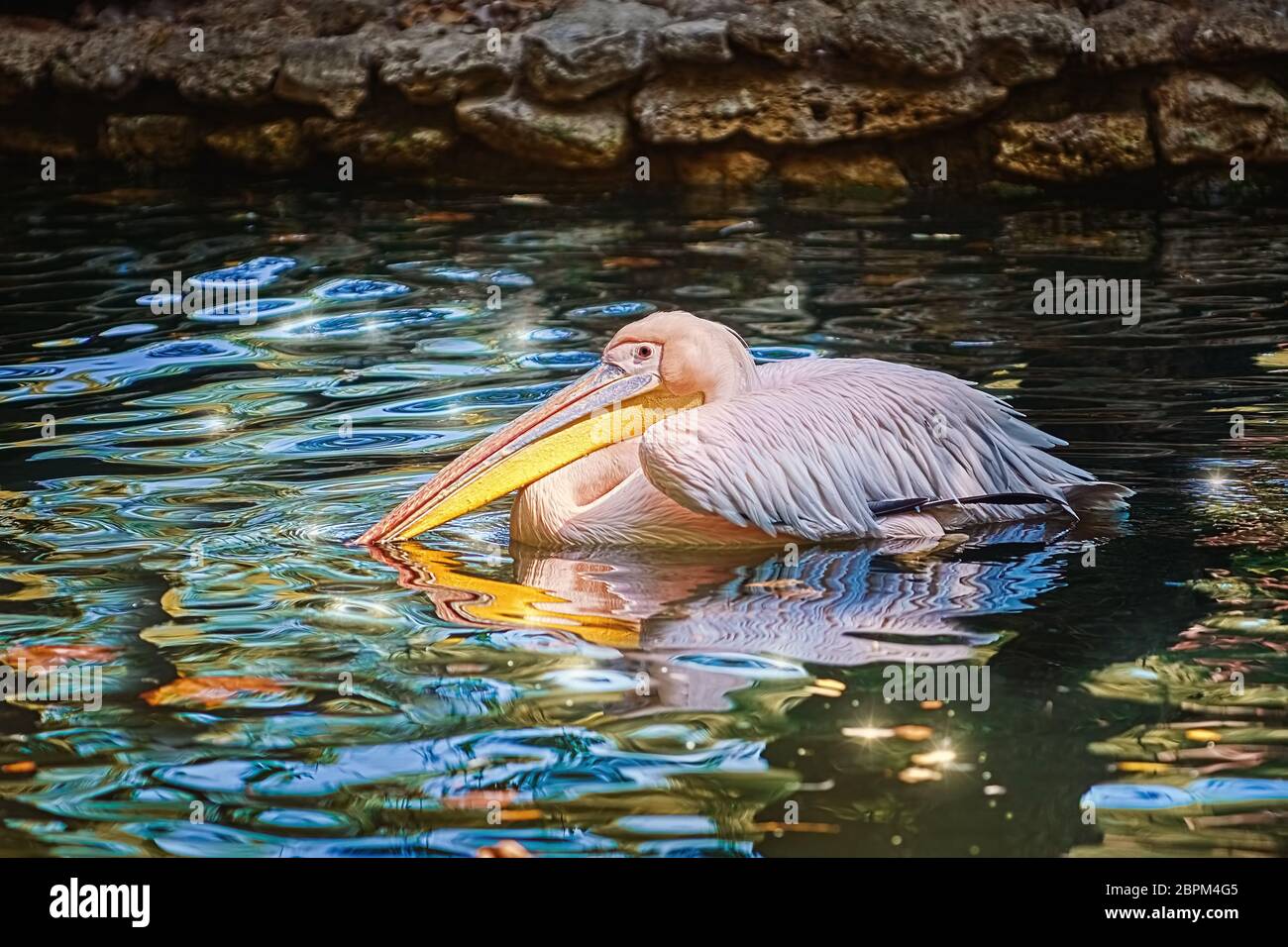 Pelican on Water Surface of the Pond Stock Photo