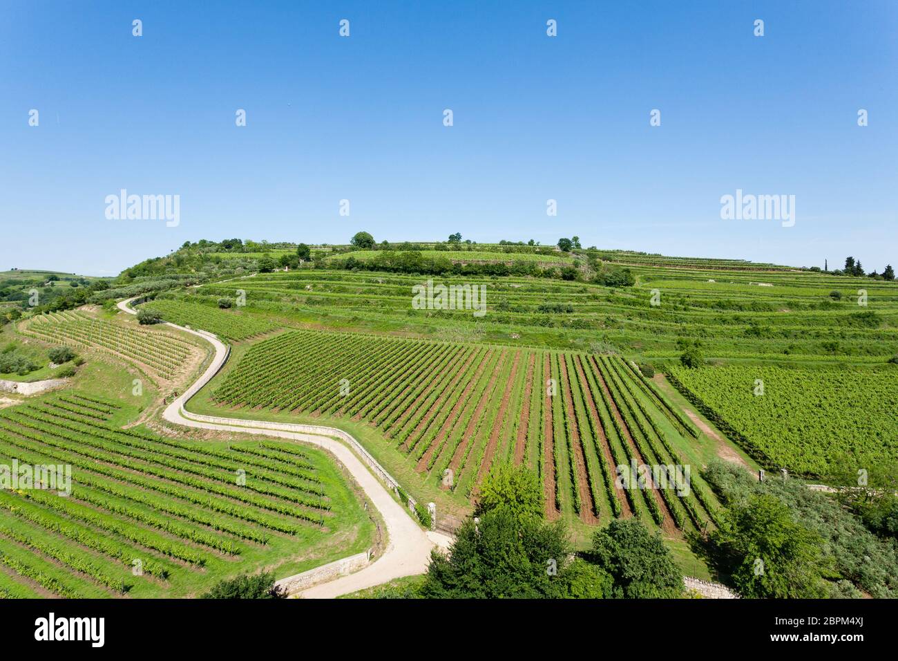 Vineyards from Soave, famous wine area. Italian countryside Stock Photo