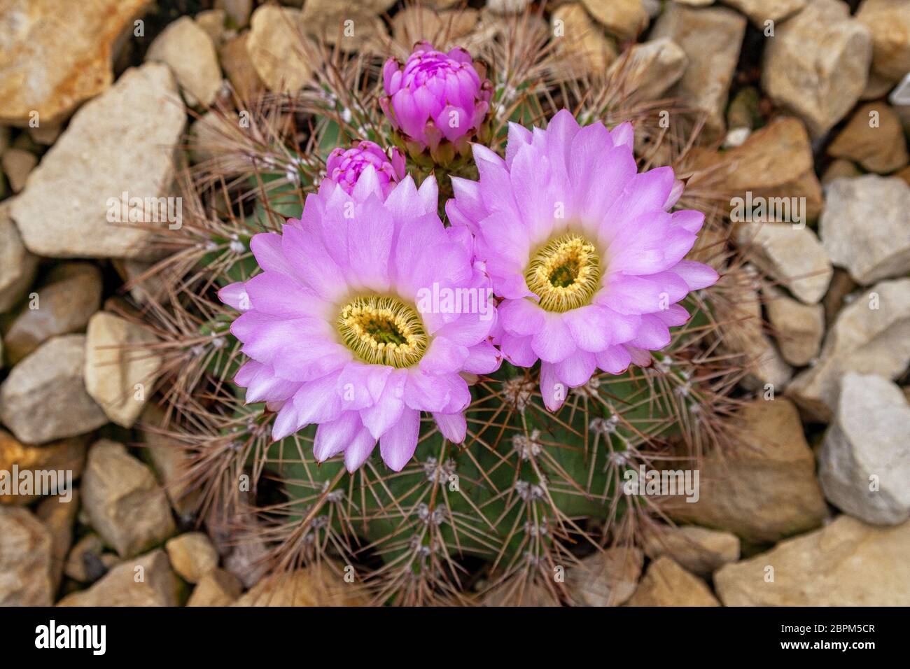 Flowering Magnoliopsida in a bed Stock Photo