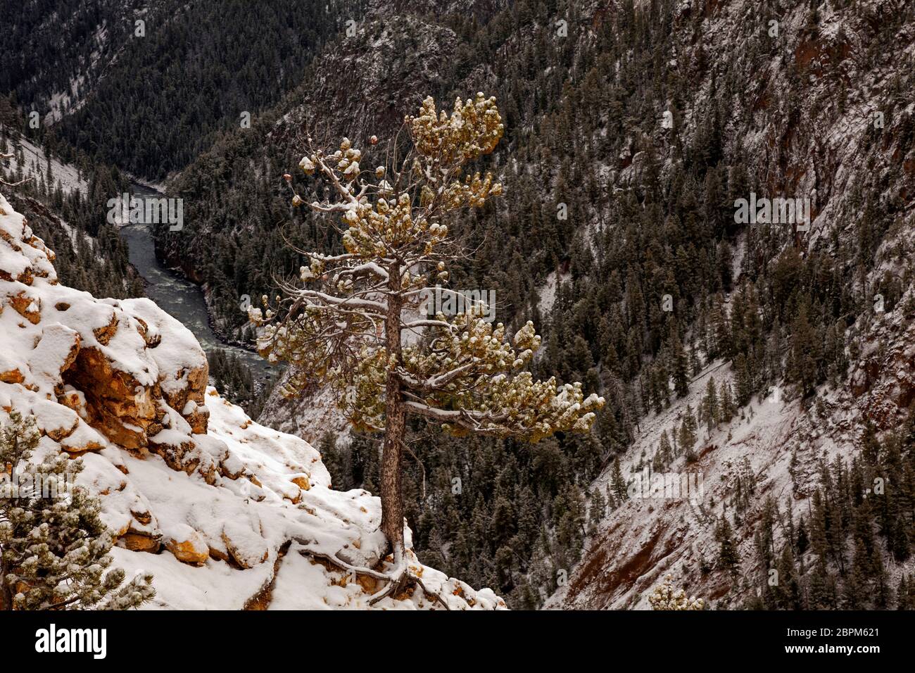 WY04409-00....WYOMING - Pine tree delicately balanced on the edge of the Grand Canyon of the Yellowstone River in Yellowstone National Park. Stock Photo